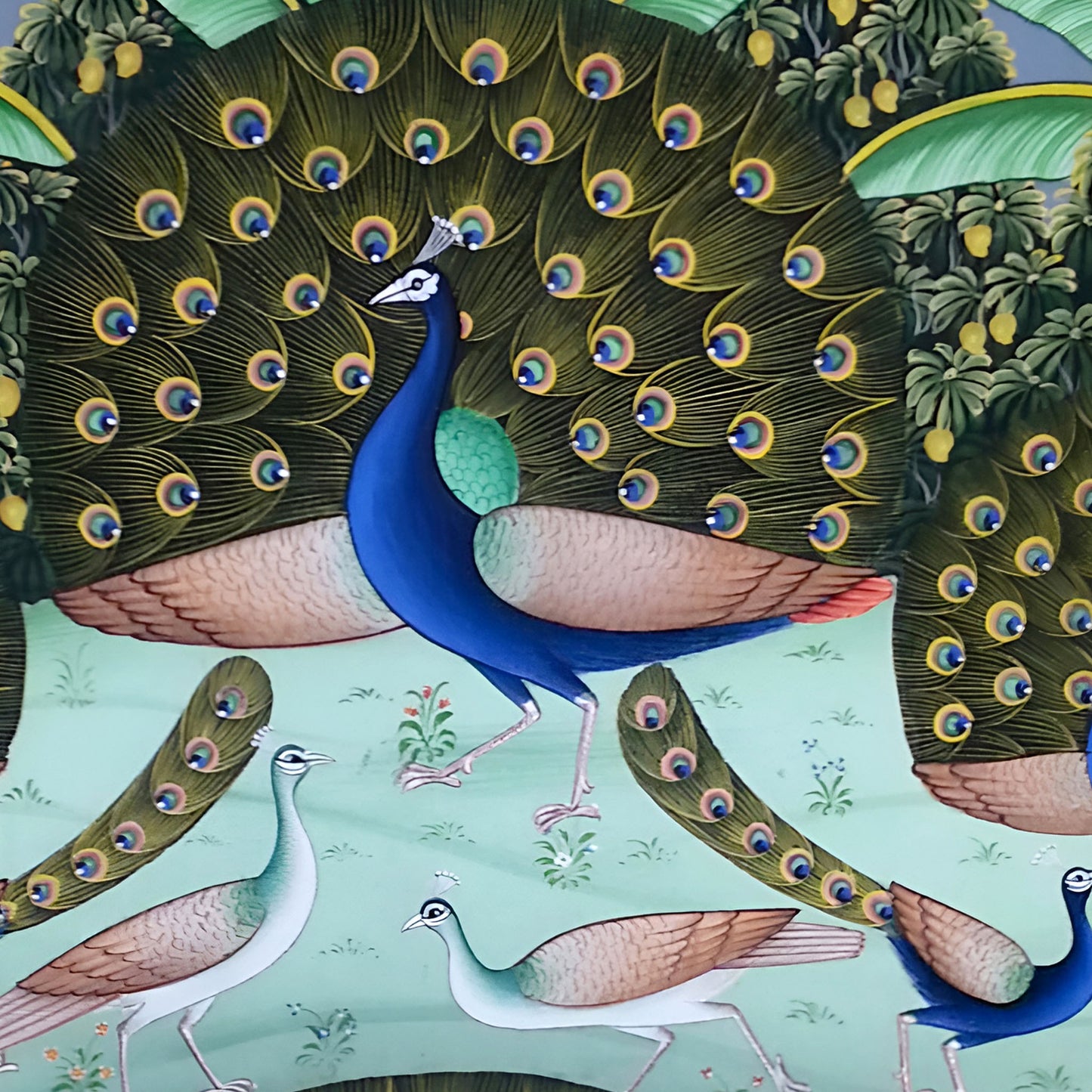 Dancing Peacock