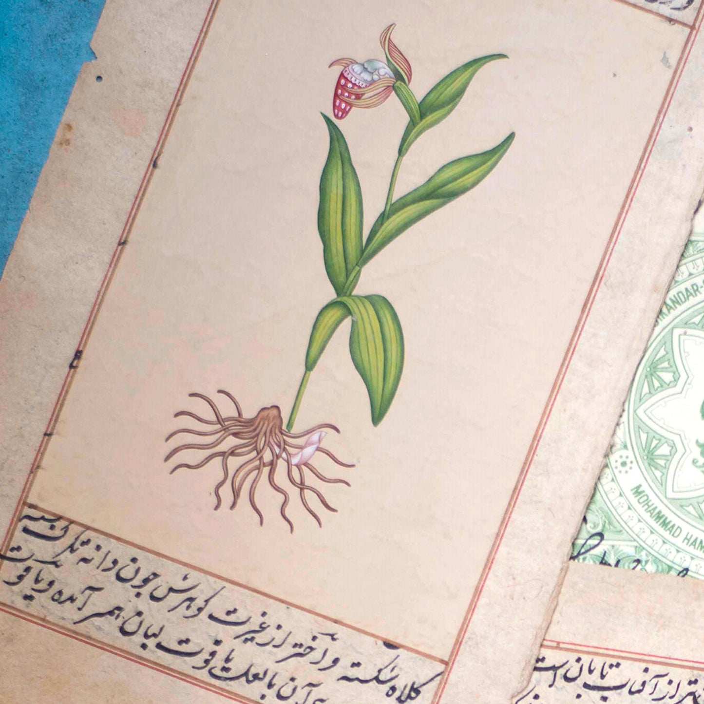 India in botanicals (Set of 3)
