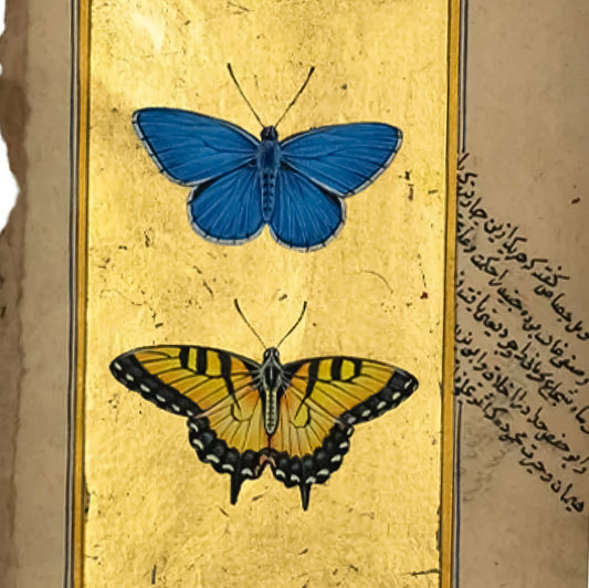 The Blue Morpho and Tiger Swallowtail