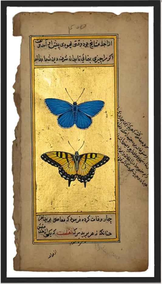 The Blue Morpho and Tiger Swallowtail