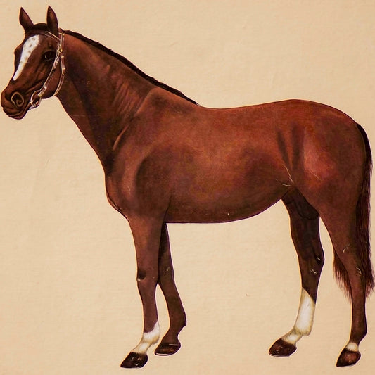 Beauty of a Brown Mare