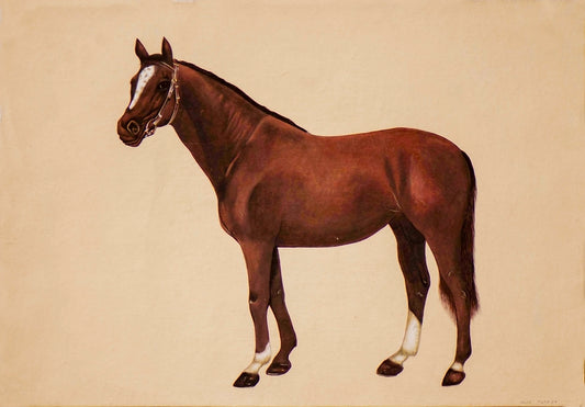 Beauty of a Brown Mare