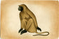 Langoor
