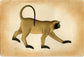 Langoor