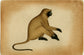 Langoor