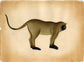 Langoor